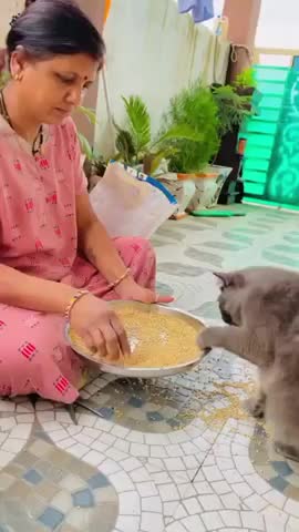 Amazing Cute Cats Funny Viral Clips😹 #funny Cute Cats #shorts Video😂 #trending #animals