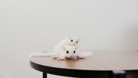 FUNNY MICE 😂