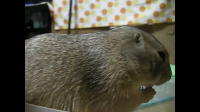 Squirrel gopher cannot get out of the plate