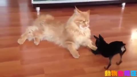 Cute Cat and Dog Showdown ~ Orange Cat vs Chihuahua