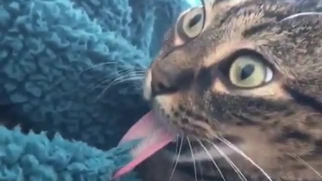 Funny Cat Tongue Stuck