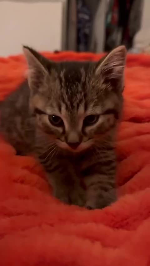 Purring kitten so cute 😍😍