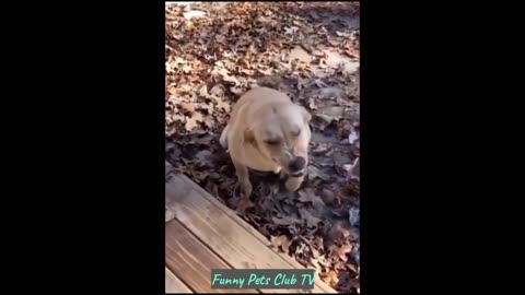 Funny Animal Videos 🤣 Funniest Cats and Dogs Videos 2024 😹🐶