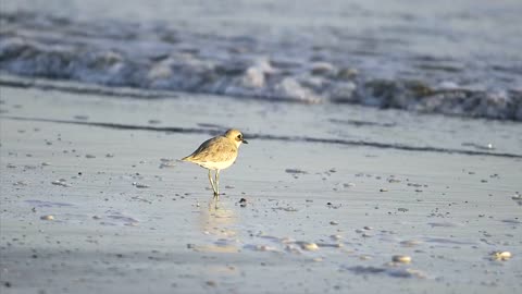 Bird eating in the beach