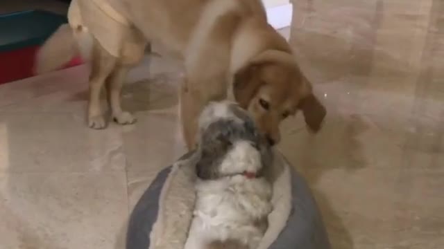 Little dog in bed gets dragged out by big dog