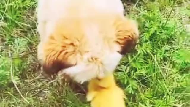 Dog playing with duck