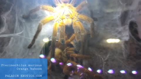 Pterinochilus murinus (Orange Baboon) Tarantula Breeding Pairing Clip Successful Insertion