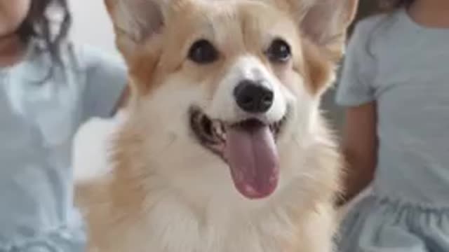 Top cute dogs!! Funny dogs videos||#short video #viral video #usa