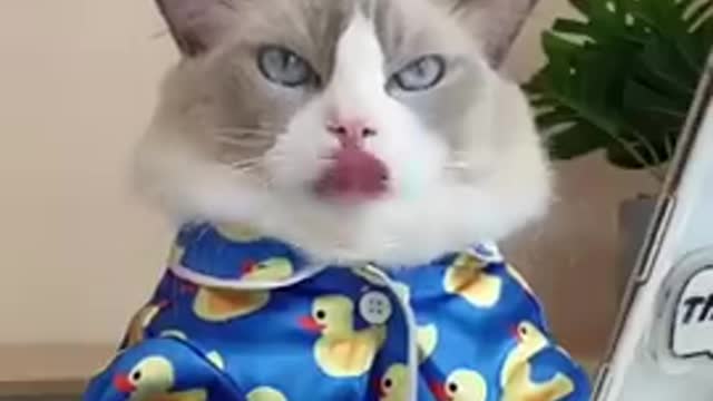 Chef cat