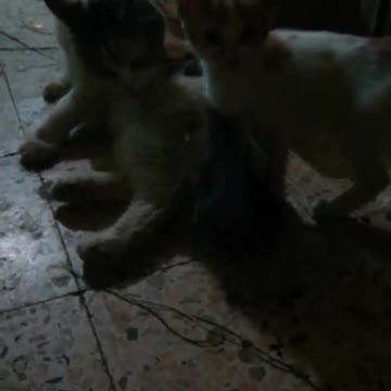 night kitties family in quarantine days