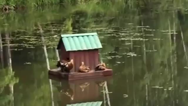 Bird house in water