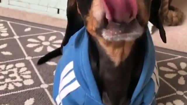 Tongue is so big!