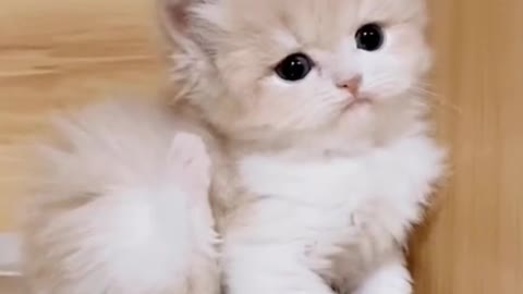 The way the kitten tickles itself is so cute