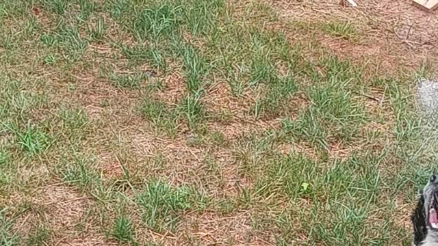 Playing Dog Attacks Water coming from garden hose