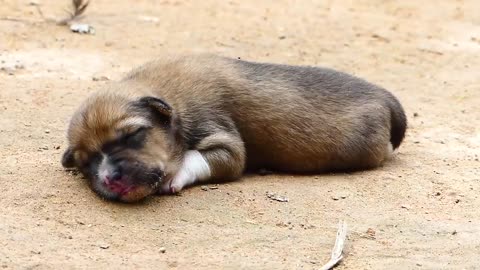 Mother Dog save her newborn puppy.