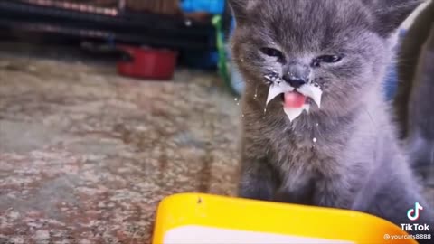 Best Cat Memes Compilation