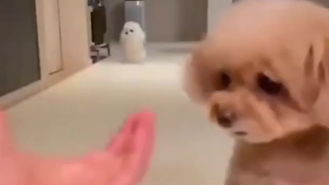 🤣 FUNNY DOGS 🐶 TOP SHORTS CUTEST SUPER PETS |TRY NOT TO LAUGH MOST AMAZING |FUNNIEST BEST VIDEOS🤣🤣