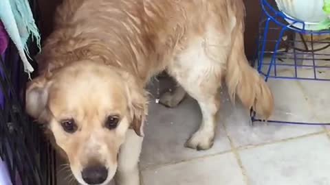 Slowmo blonde dog shakes dry on tile floor