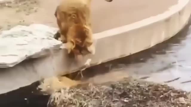 New Two Lion Animal Funny Video 😂😂