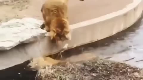 New Two Lion Animal Funny Video 😂😂