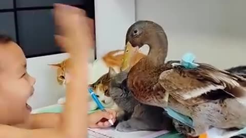 Cat & Duck funny game