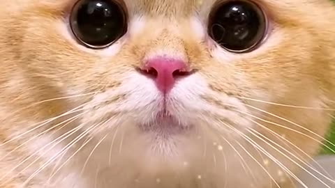 Little cats cute and funny videos