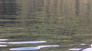 Beautiful Whale Breach in Alaska