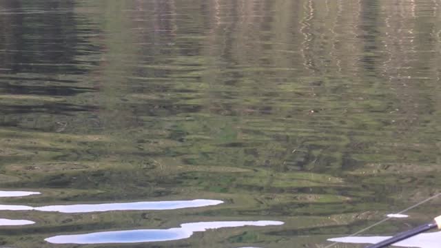 Beautiful Whale Breach in Alaska