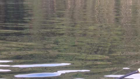 Beautiful Whale Breach in Alaska