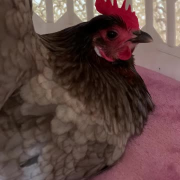 My chicken sounds like an AK47