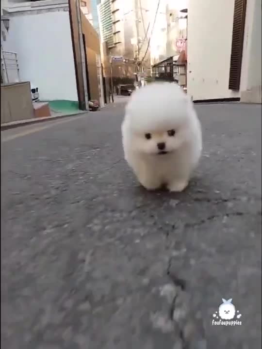 Laddu Key bhai Simba miliye