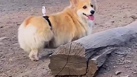 I put a camera on my corgi at the dog park....