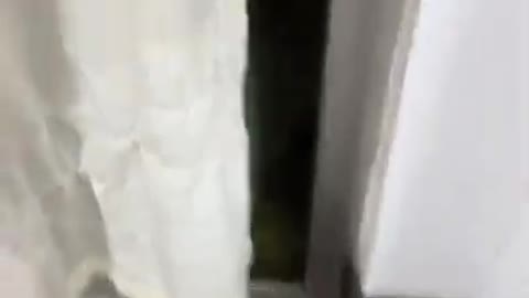 3.Cats alarm