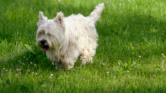 west-highland-white-terrier-walking-on-lawn-grass