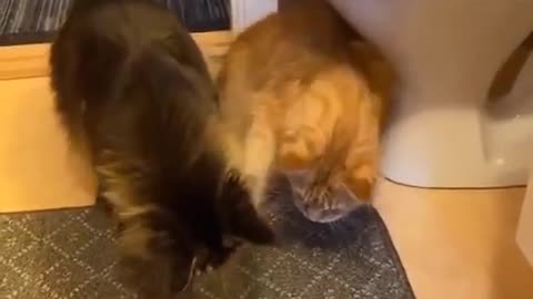 Funny cats