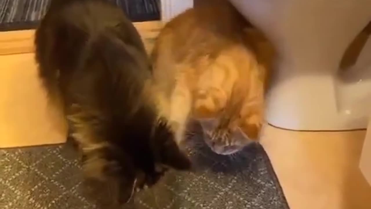 Funny cats