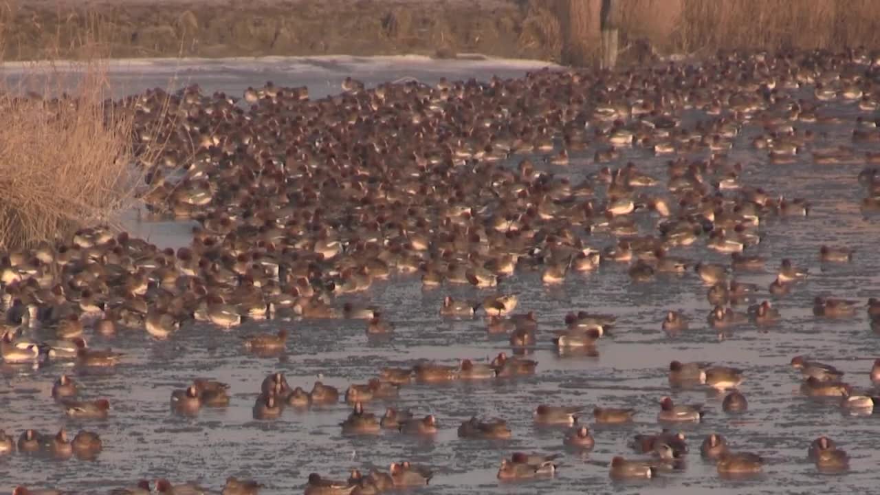 Thousands of Wild Ducks Live Together