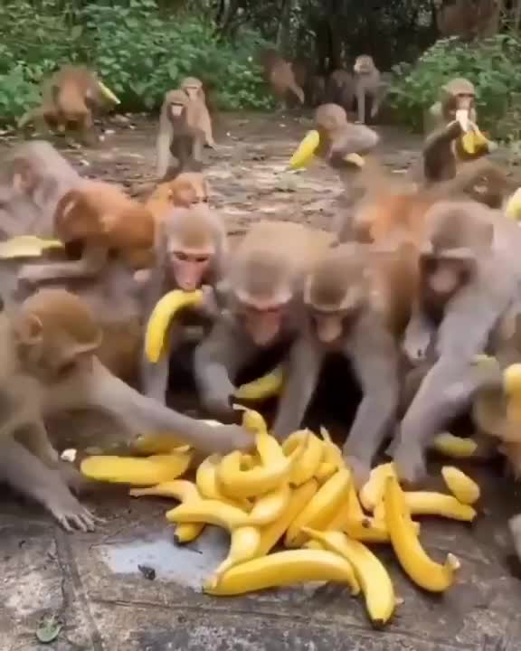 Black Friday rehearsal.