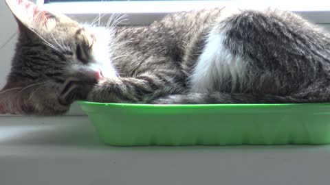 Why Does the Cute Baby Cat Sleep in a Tray