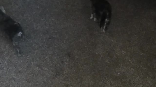Little cute kittens