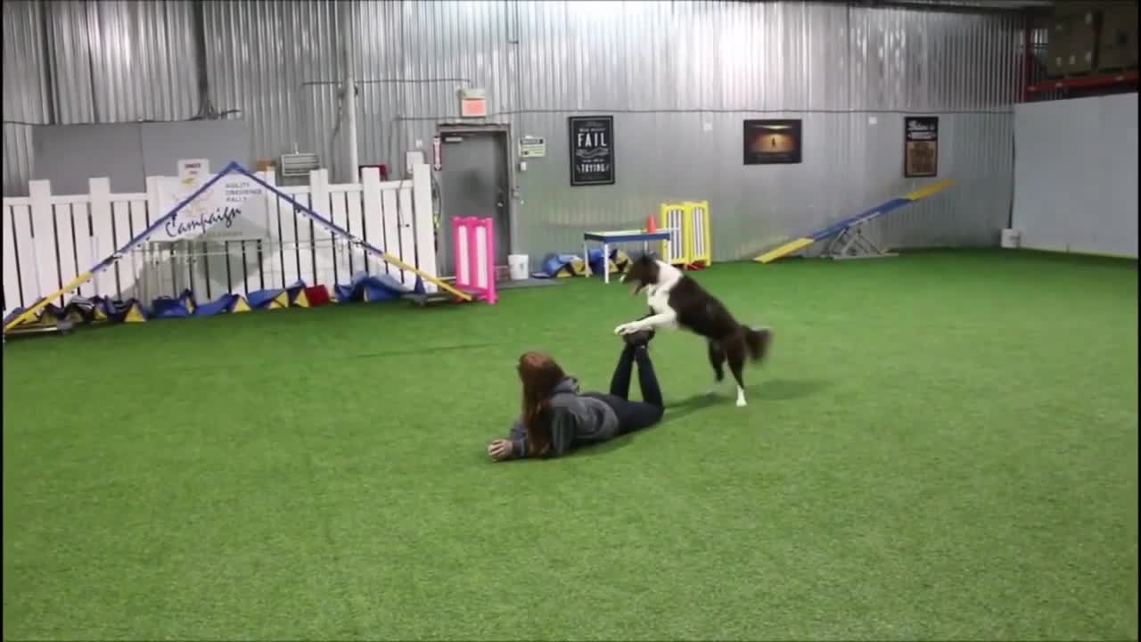 Smart Dog Ever Trained