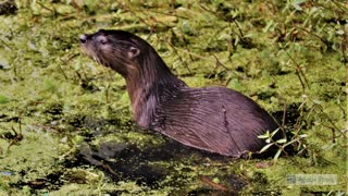 Hamoel Photography #Otters