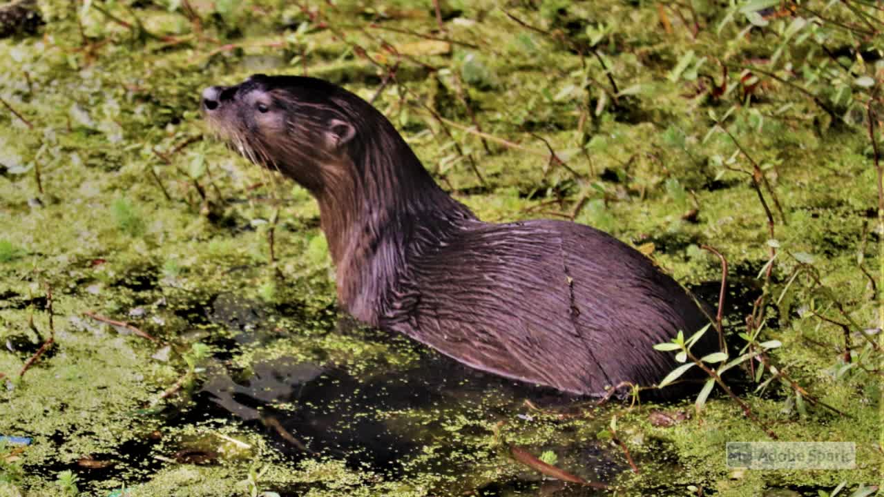 Hamoel Photography #Otters