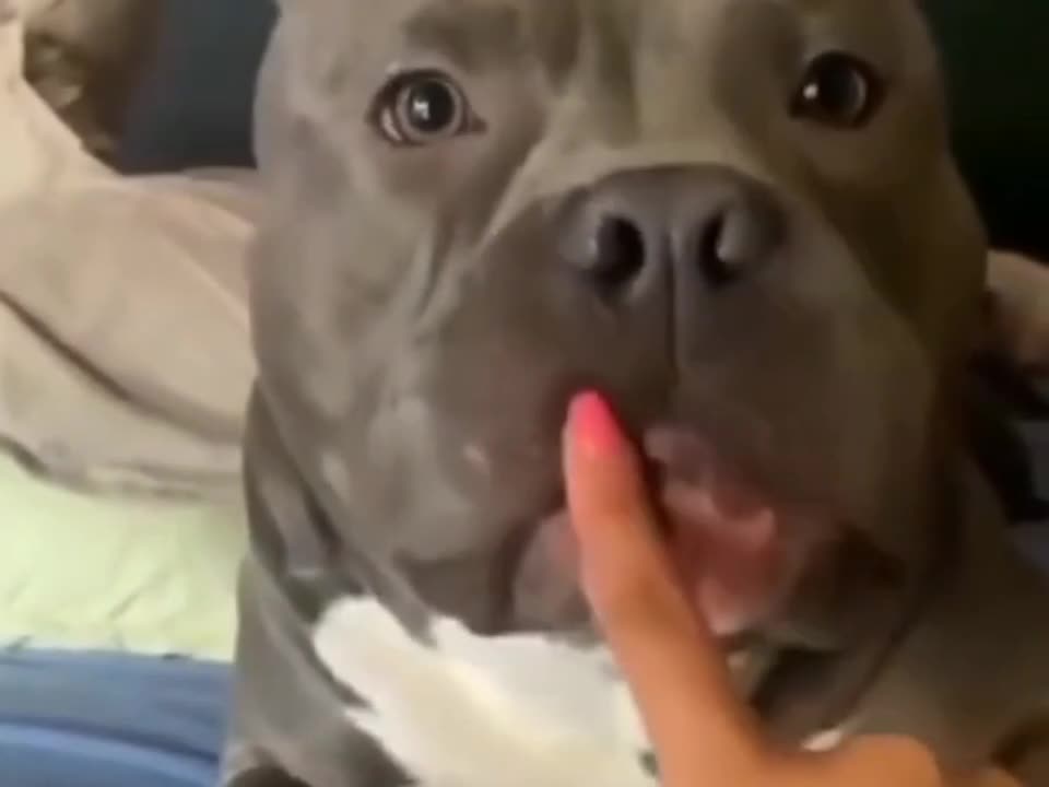 Massive pit bull likes owner finger so funny