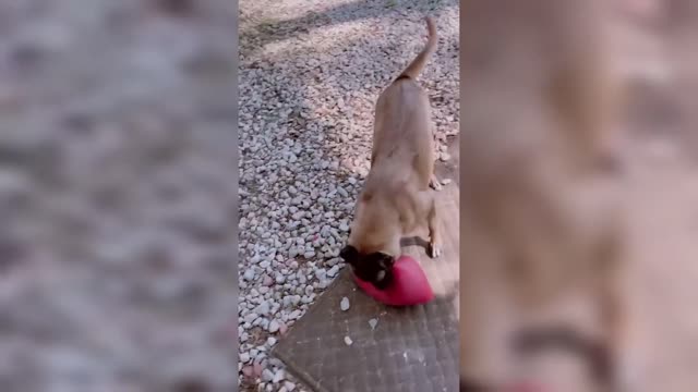 🥶 SI te RÍES PIERDES [MUY DIFÍCIL] 😼🐶 Videos Chistosos de Animales