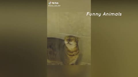 Funny cats video