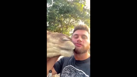 Funny animal videos cat videos happy funny dog funny pets for everyone