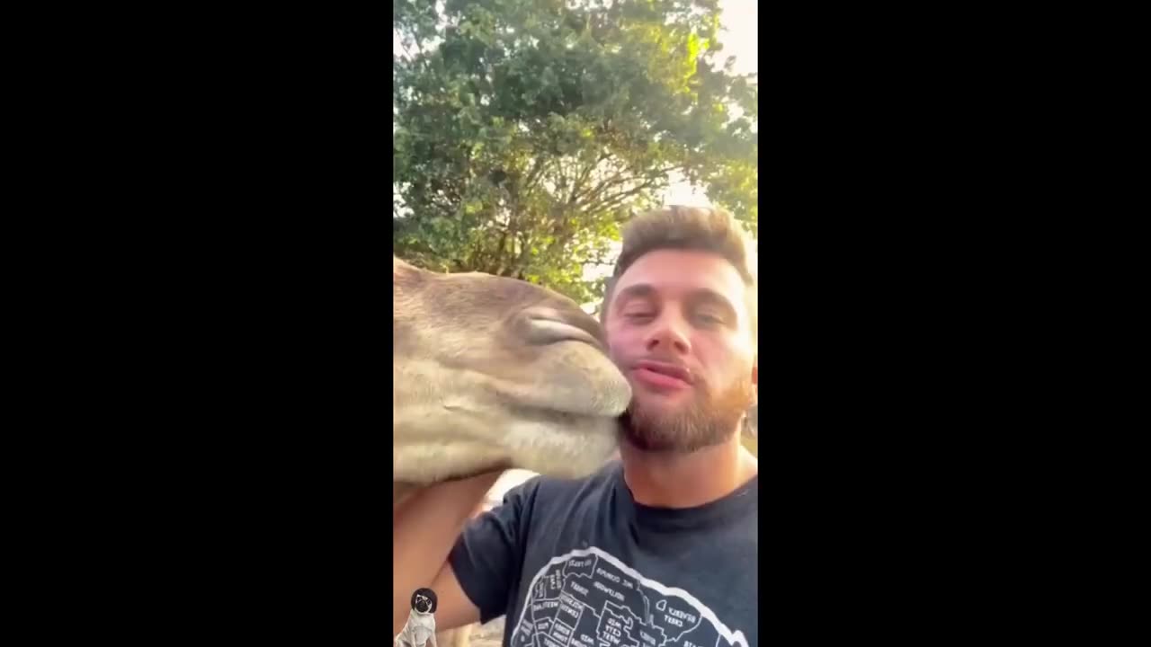 Funny animal videos cat videos happy funny dog funny pets for everyone