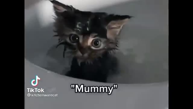 Funny Cats 😹 - Don't Try To Stop Laughing 🤣 - Funniest Cats Ever