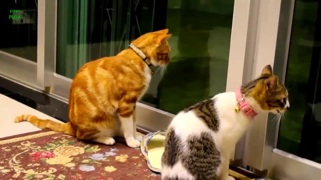 Funny Cats and Kittens Meowing Compilation